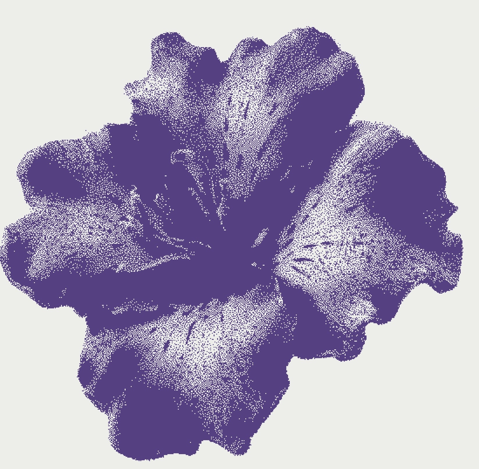 orchid